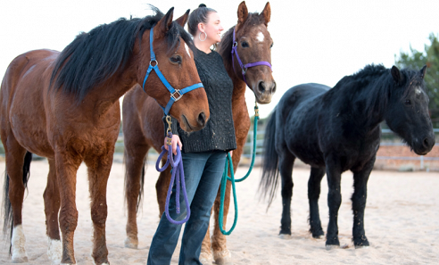 Your session at Equine Guidance® takes place outdoors in a barn and an arena at a ranch in Arizona’s Verde Valley. The Verde Valley is about 110 miles (a two-hour drive) from Sky Harbor International Airport in Phoenix.