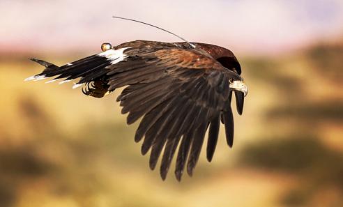 International Raptor and Falconry Center