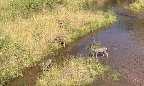 Deer in Red Rock State Park