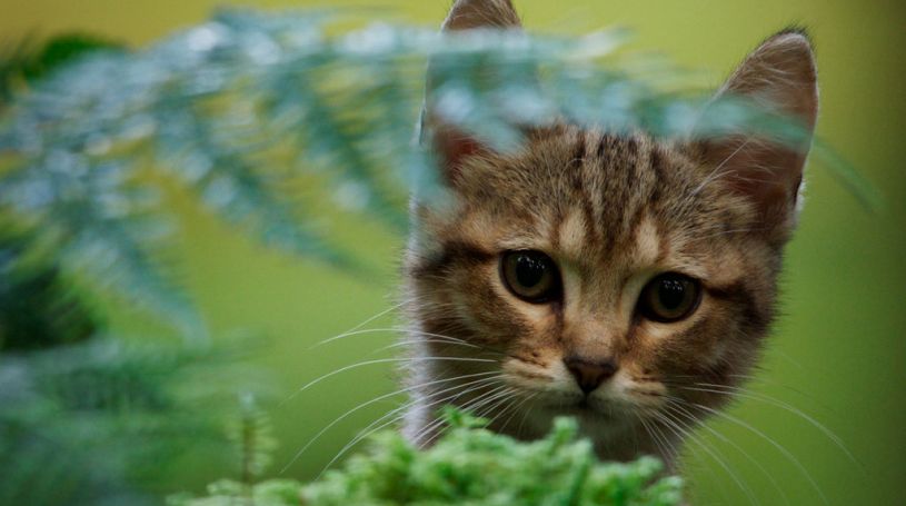 A Cat s Life Film Premiere Visit Sedona Events Calendar