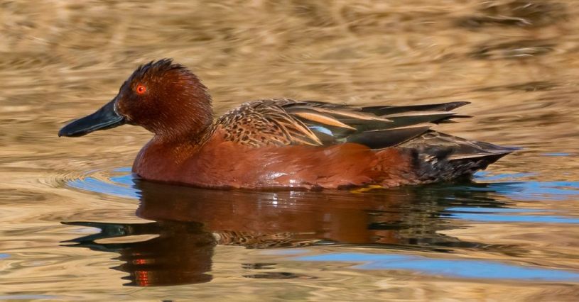 Bird Watching Walk Visit Sedona Events Calendar