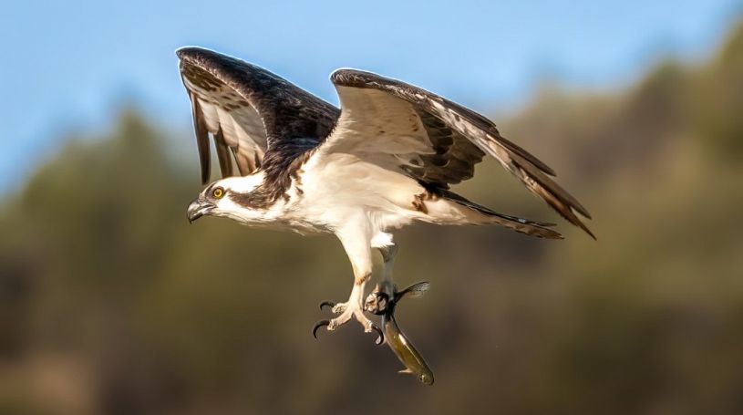 Sedona Bird Watching Walk Visit Sedona Events Calendar