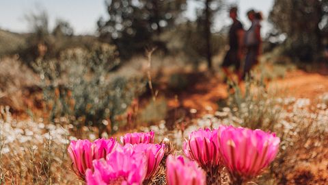 Visitor Experience Visit Sedona